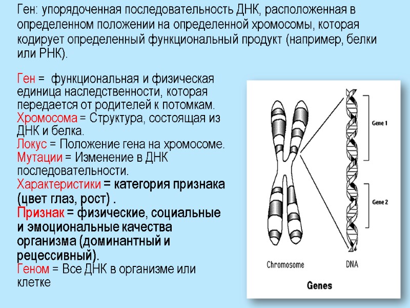 Ген: упорядоченная последовательность ДНК, расположенная в определенном положении на определенной хромосомы, которая кодирует определенный